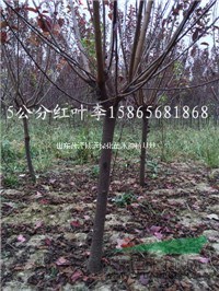 6公分紅葉李低價出售 數(shù)量大 質(zhì)量好