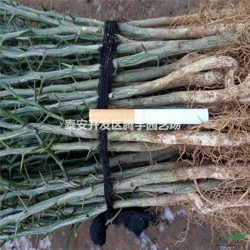 泰安基地直銷枸橘苗，籬笆專用枸橘小苗