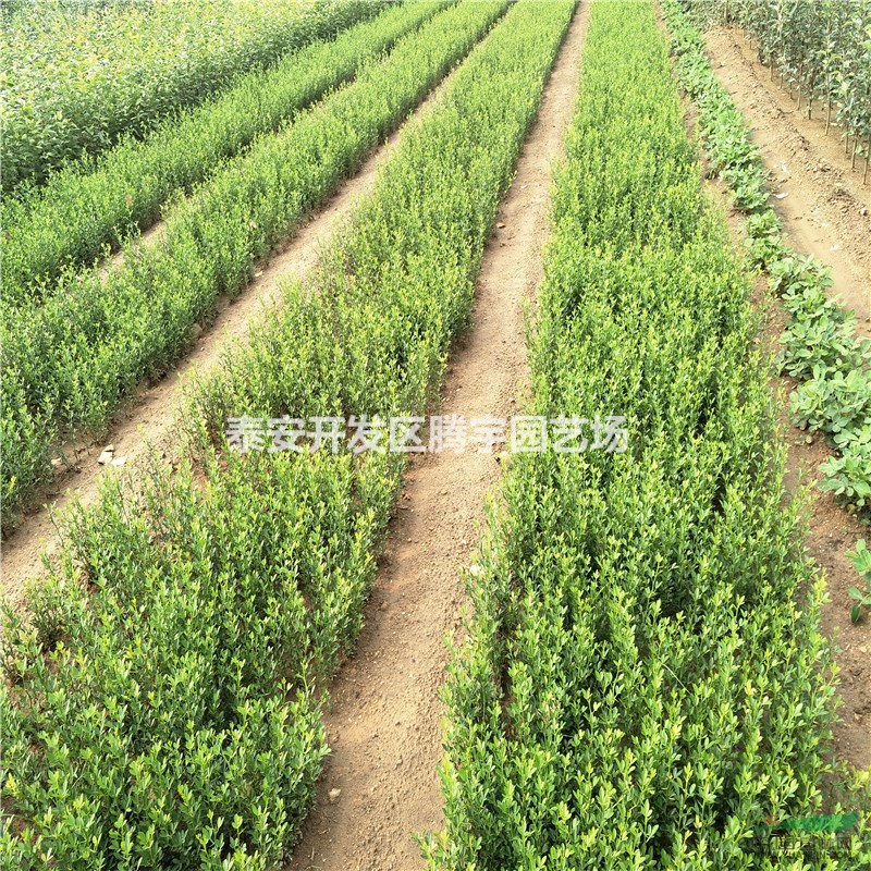 泰安基地直銷枸橘苗，籬笆專用枸橘小苗