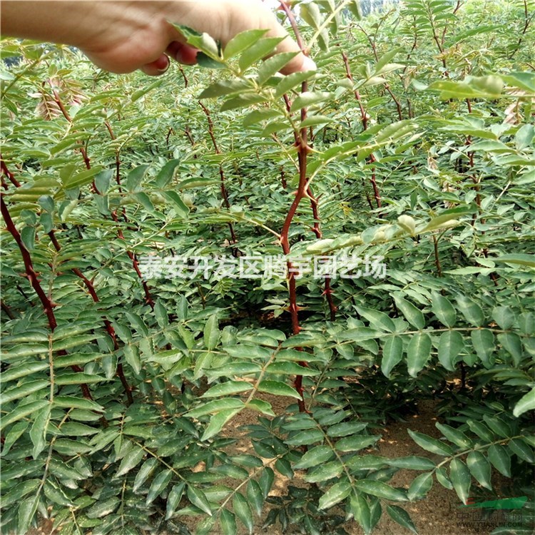 泰安基地直銷花椒苗，大紅袍花椒苗低價處理