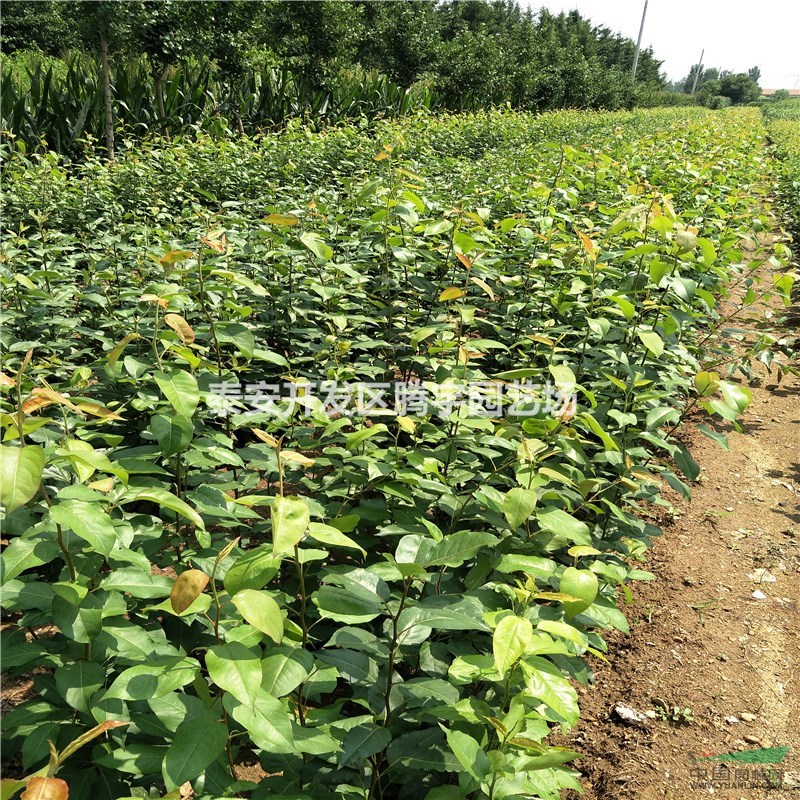 基地直銷梨樹苗，優(yōu)良品種梨樹成苗