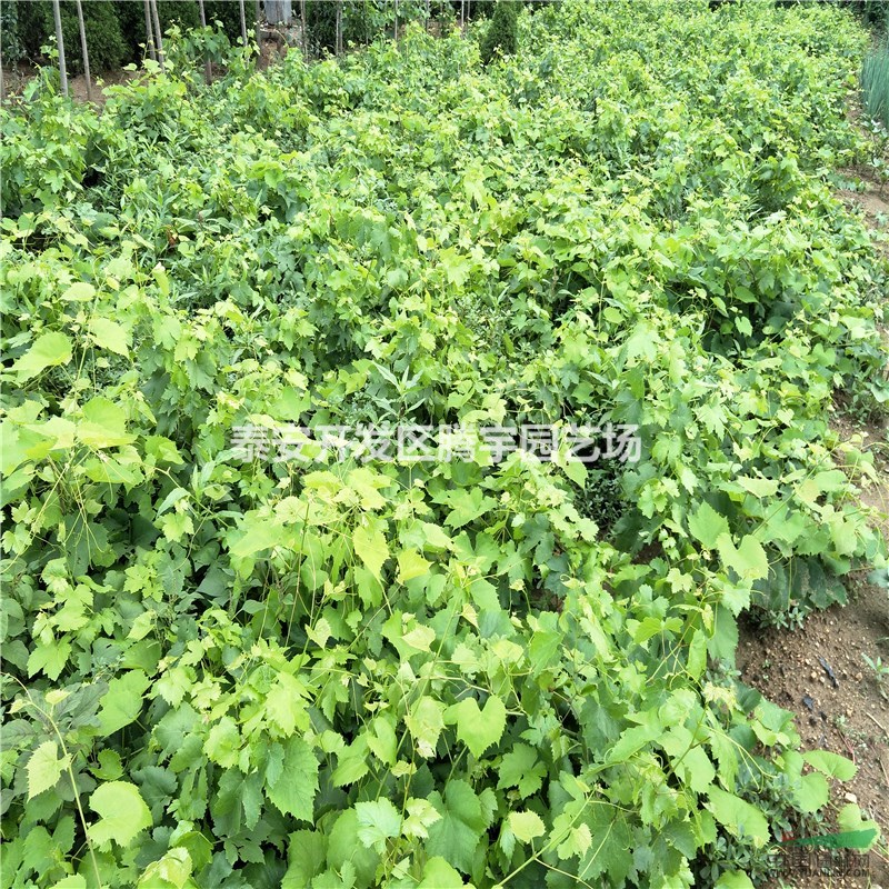 基地直銷葡萄苗，大量葡萄苗特價(jià)供應(yīng)