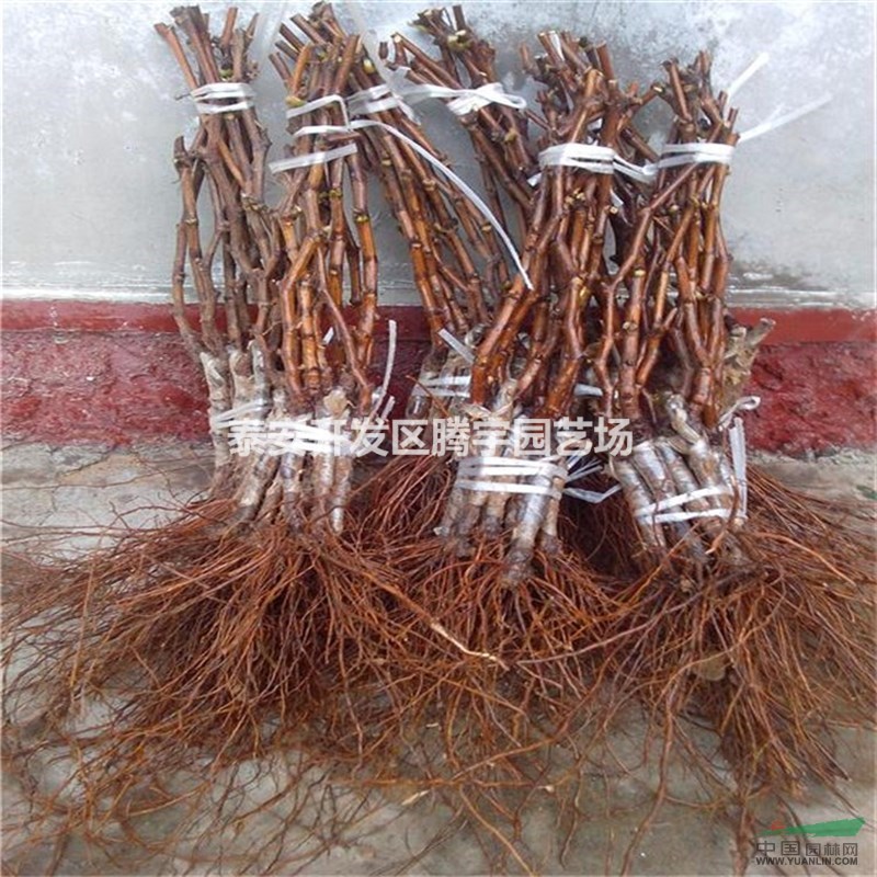 基地直銷葡萄苗，大量葡萄苗特價(jià)供應(yīng)