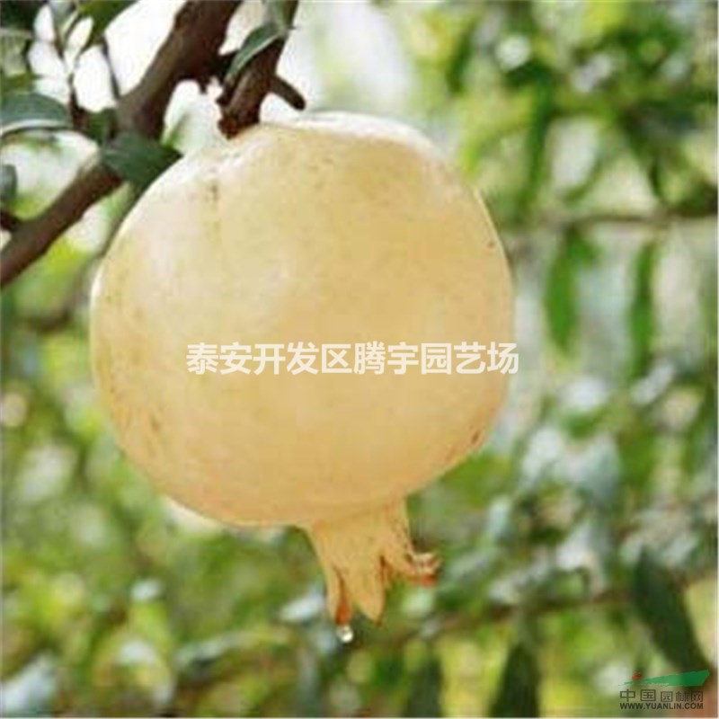 基地直銷石榴樹苗，新品種無籽石榴苗