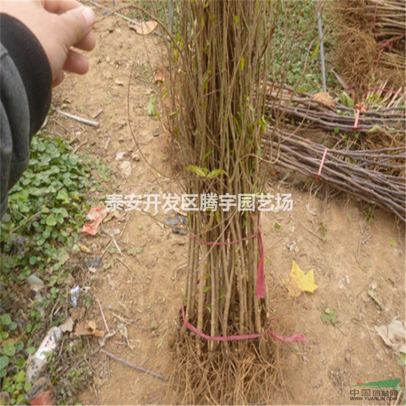 基地直銷石榴樹苗，新品種無籽石榴苗