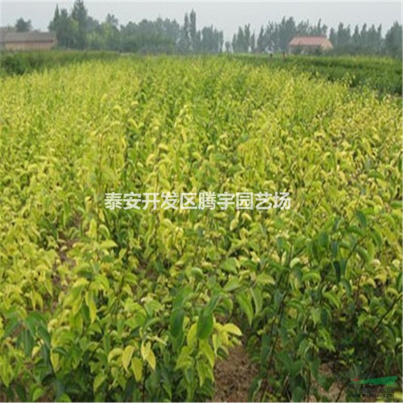 基地直銷杏樹苗，優(yōu)良品種杏樹小苗