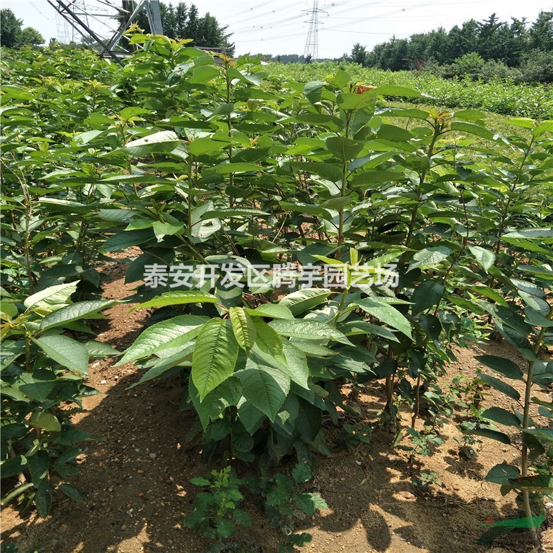 基地直銷櫻桃苗，矮化櫻桃苗，優(yōu)質(zhì)品種櫻桃成苗