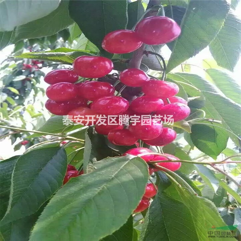 基地直銷櫻桃苗，矮化櫻桃苗，優(yōu)質(zhì)品種櫻桃成苗