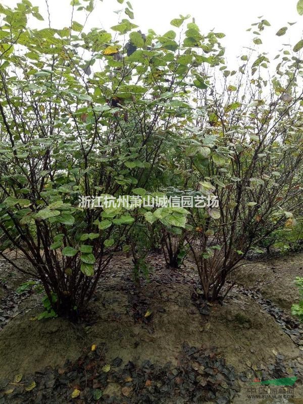 出售大紫荆冠副1.5-3.5米量大
