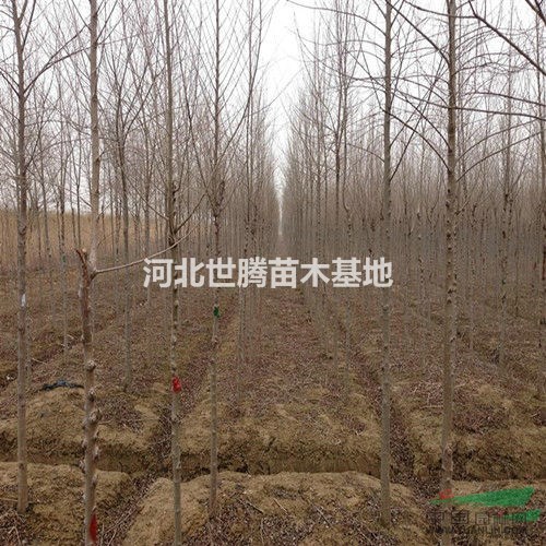 河北4公分 5公分 6公分榆樹苗價(jià)格