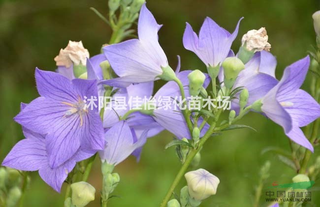  桔梗 桔梗小苗 桔梗園林綠化小區(qū)綠化