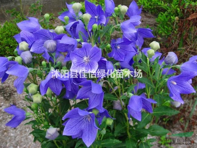  桔梗 桔梗小苗 桔梗園林綠化小區(qū)綠化