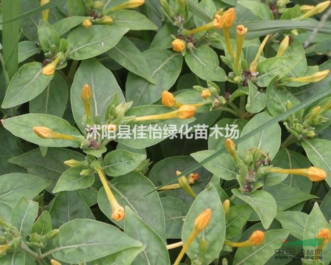 濃香茉莉  濃香茉莉小苗 濃香茉莉園林綠化