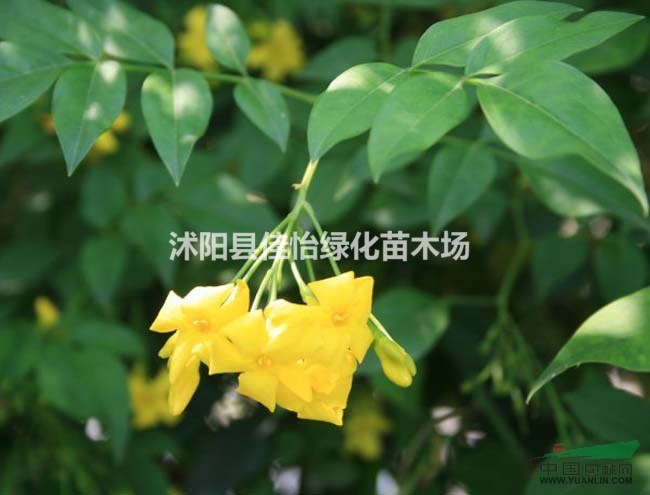 濃香茉莉  濃香茉莉小苗 濃香茉莉園林綠化