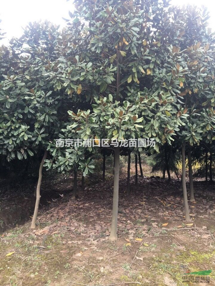 江蘇廣玉蘭 廣玉蘭裝車實(shí)拍 廣玉蘭裝車現(xiàn)場(chǎng) 廣玉蘭價(jià)格對(duì)比
