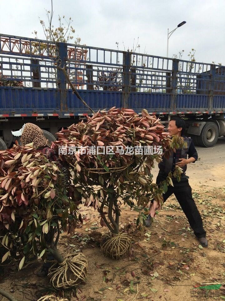 江蘇紅葉石楠 紅葉石楠小苗行情 高桿紅葉石楠   南京紅葉石