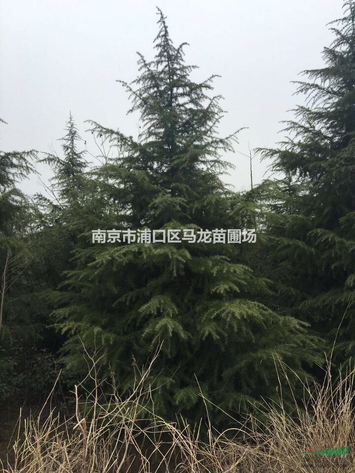 江蘇南京雪松裝車 南京雪松和駐馬店雪松的區(qū)別 南京雪松到北京