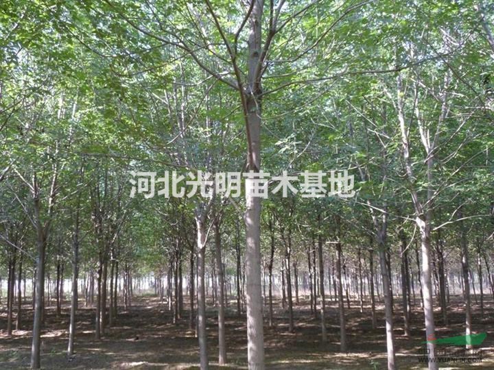 供應(yīng)白蠟-白蠟價格-哪里白蠟便宜