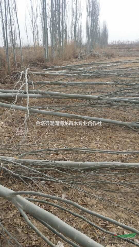 2017年新疆楊價(jià)格  新疆楊基地