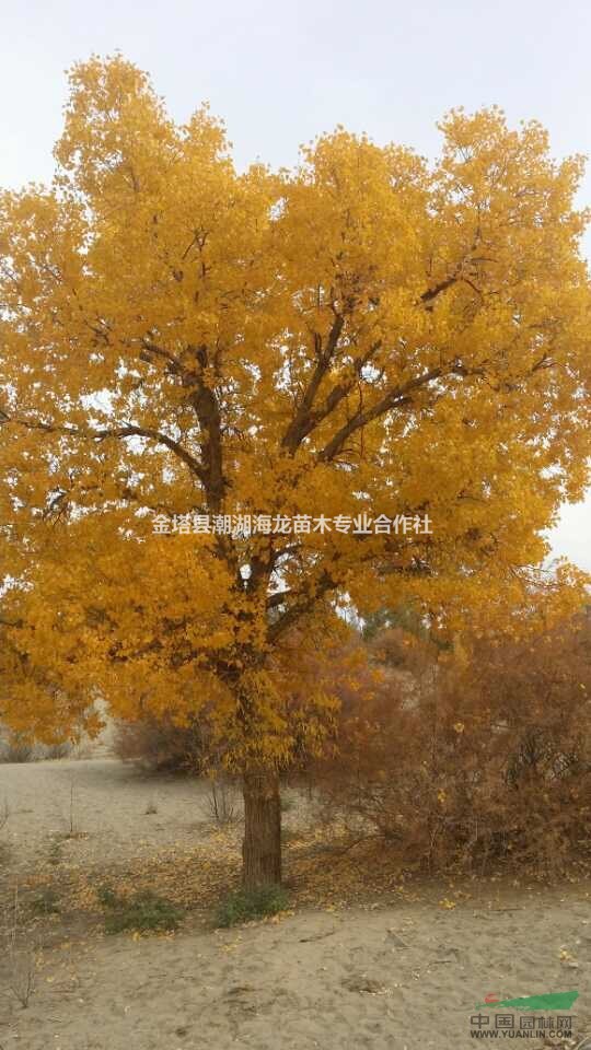 胡楊樹苗 胡楊苗木價格  2017年胡楊價格