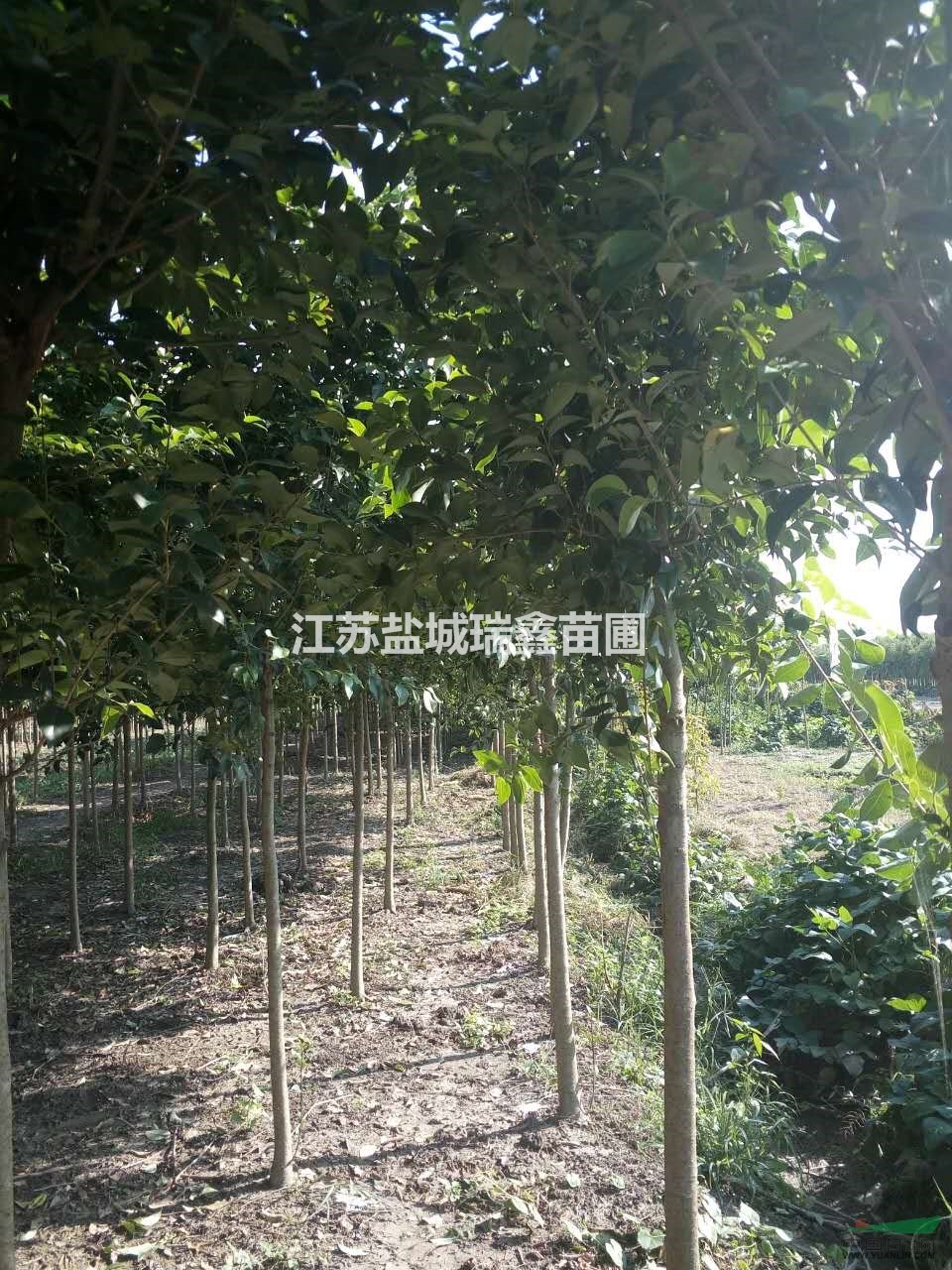 鹽城大葉女貞 大葉女貞供應(yīng) 大葉女貞基地