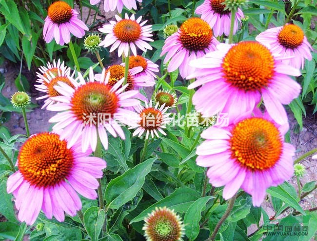 松果菊  松果菊小苗  松果菊?qǐng)@林綠化工程
