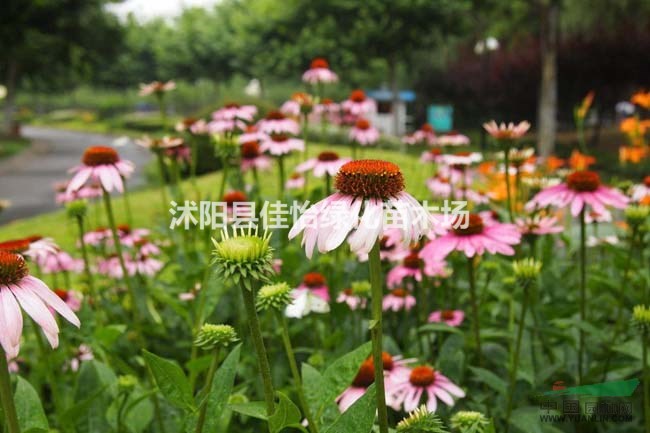 松果菊  松果菊小苗  松果菊?qǐng)@林綠化工程