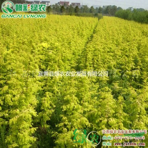 金葉水杉 園林彩葉綠化植物 水杉嫁接苗 金葉水杉嫁接一年苗