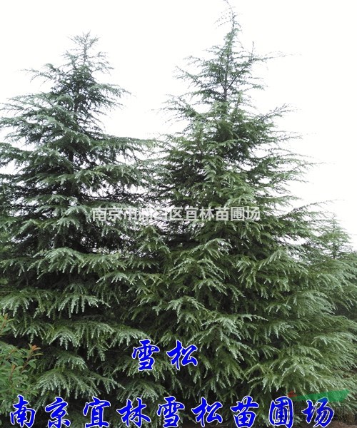 雪松|雪松價(jià)格|南京雪松產(chǎn)地價(jià)格銷售|