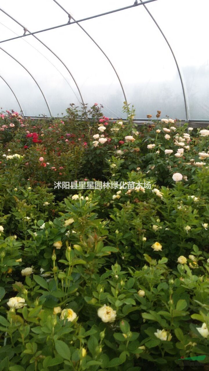 星星園林進口月季供應，又名玫瑰，黃玫瑰，第一夫人，品種全。