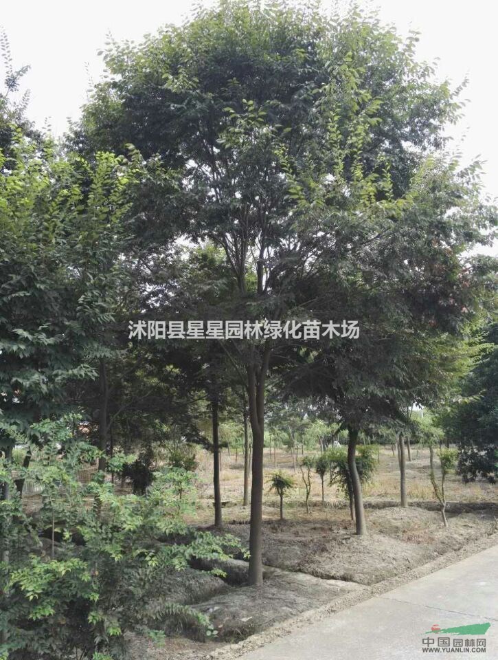 江蘇櫸樹基地，櫸樹裝車中，歡迎選購