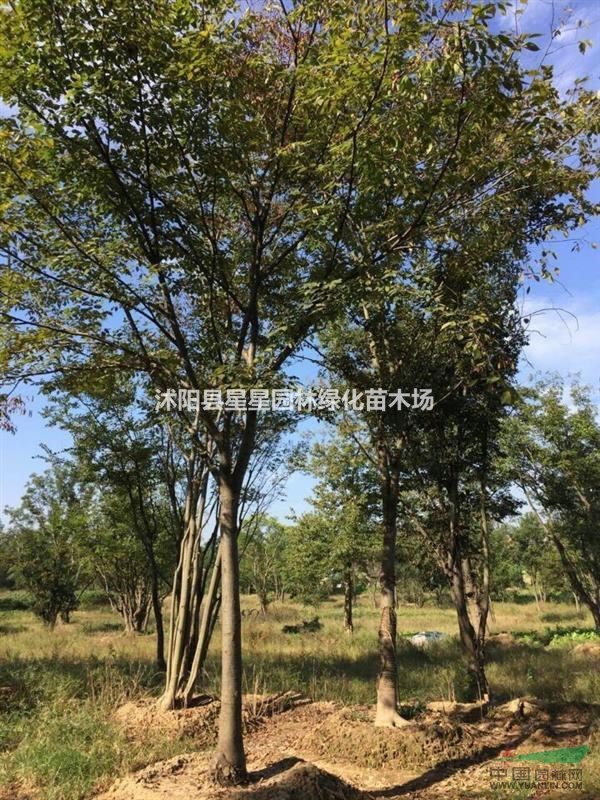 江蘇櫸樹基地，櫸樹裝車中，歡迎選購