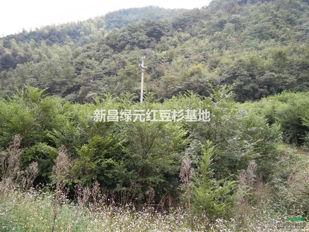 紅豆杉大小樹苗