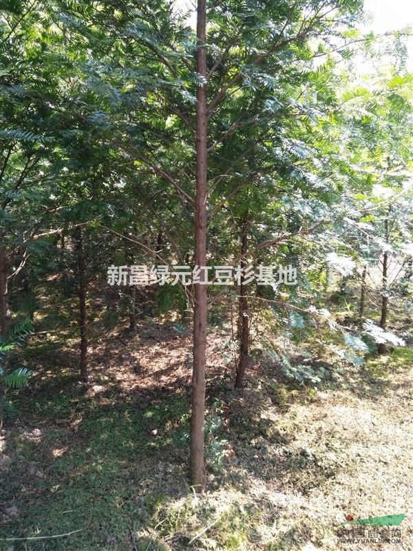 紅豆杉大小樹苗