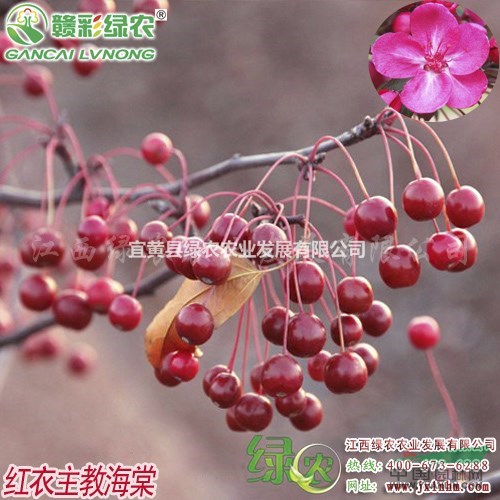 紅衣主教海棠 供應海棠嫁接苗 紅衣主教海棠小苗