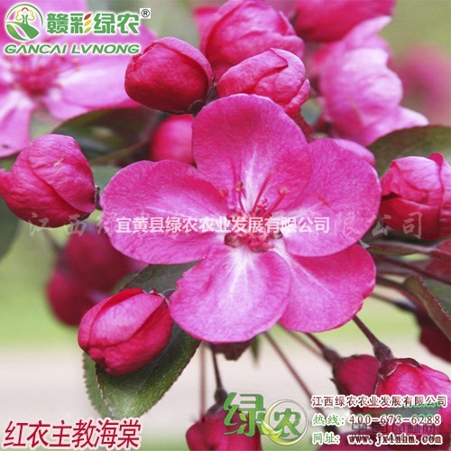 紅衣主教海棠 供應海棠嫁接苗 紅衣主教海棠小苗