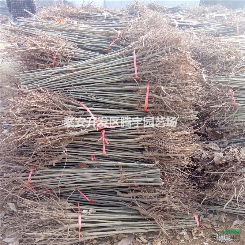 山東大量供應(yīng)板栗苗，1-5公分板栗苗大量出售