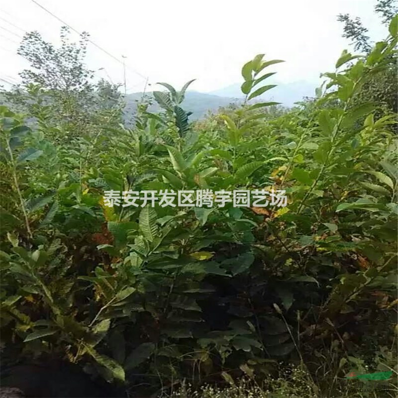 山東大量供應(yīng)板栗苗，1-5公分板栗苗大量出售