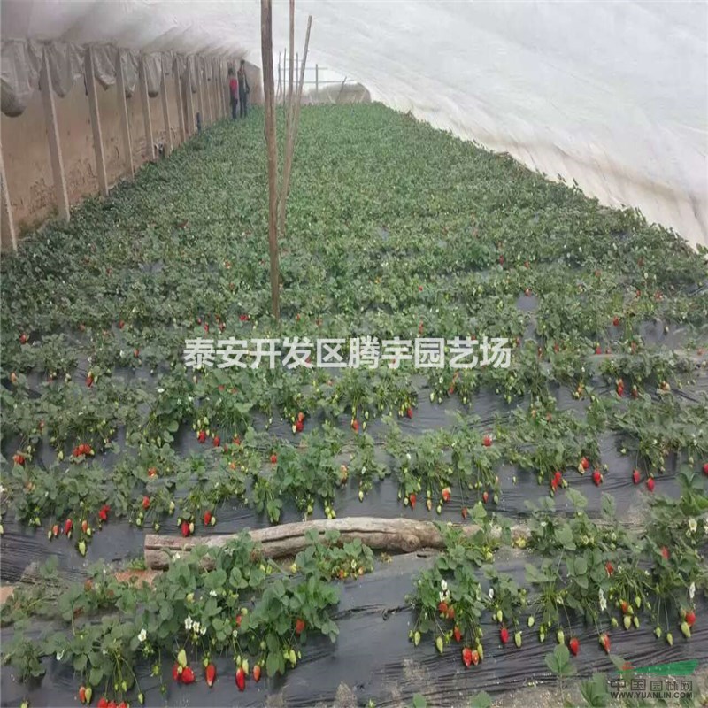 山東大量供應(yīng)草莓苗，萬(wàn)畝草莓苗大量出售