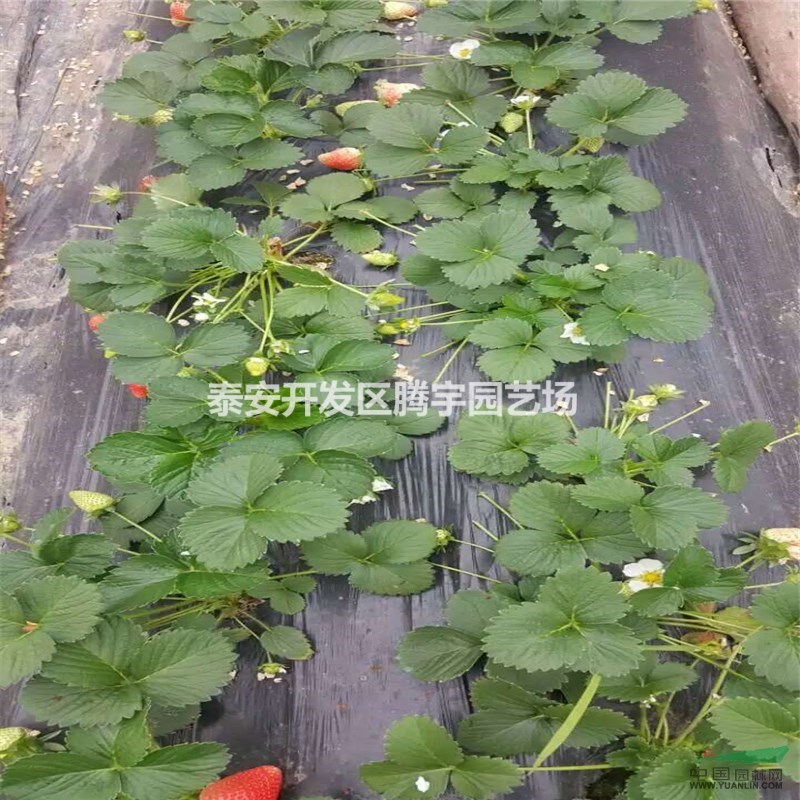 山東大量供應(yīng)草莓苗，萬(wàn)畝草莓苗大量出售