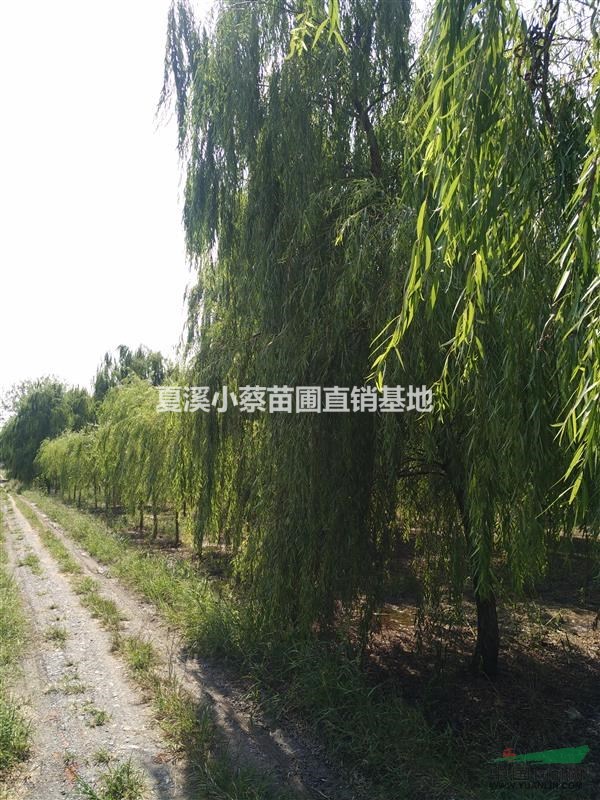 常州小蔡苗圃基地供應(yīng)各類規(guī)格垂柳