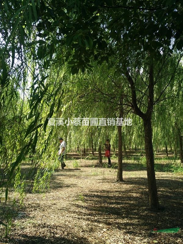常州小蔡苗圃基地供應(yīng)各類規(guī)格垂柳