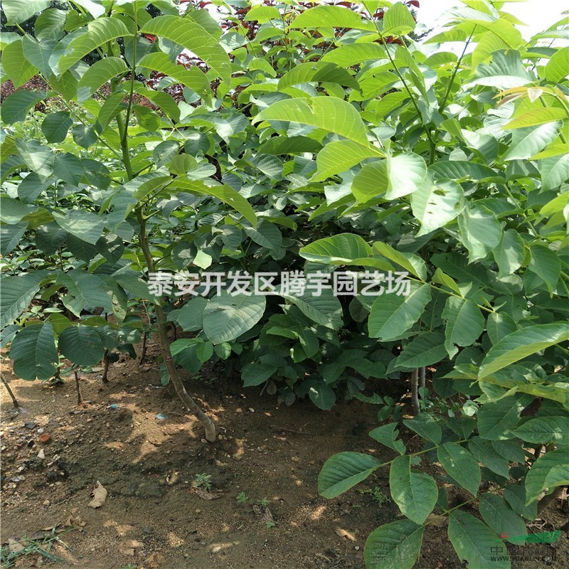 山東大量出售核桃苗，各種規(guī)格核桃苗現(xiàn)起現(xiàn)售