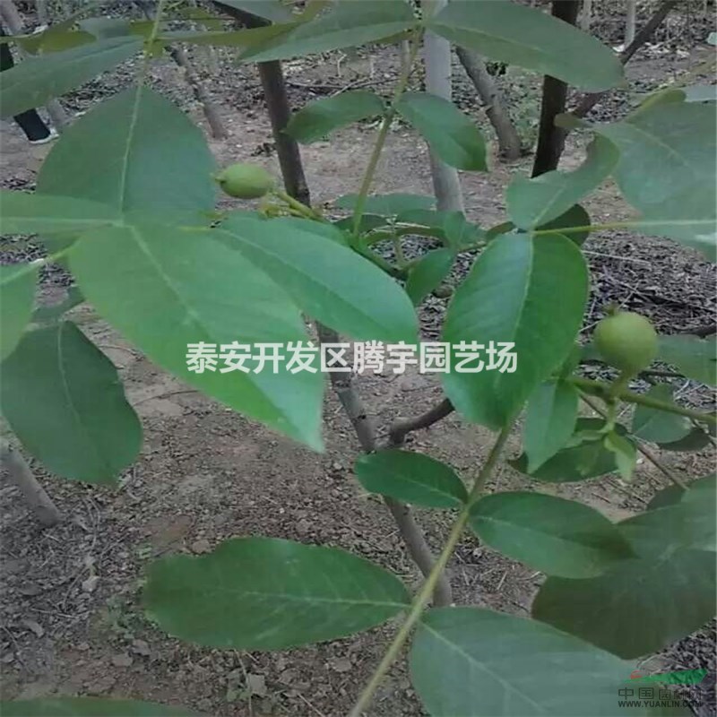 山東大量出售核桃苗，各種規(guī)格核桃苗現(xiàn)起現(xiàn)售