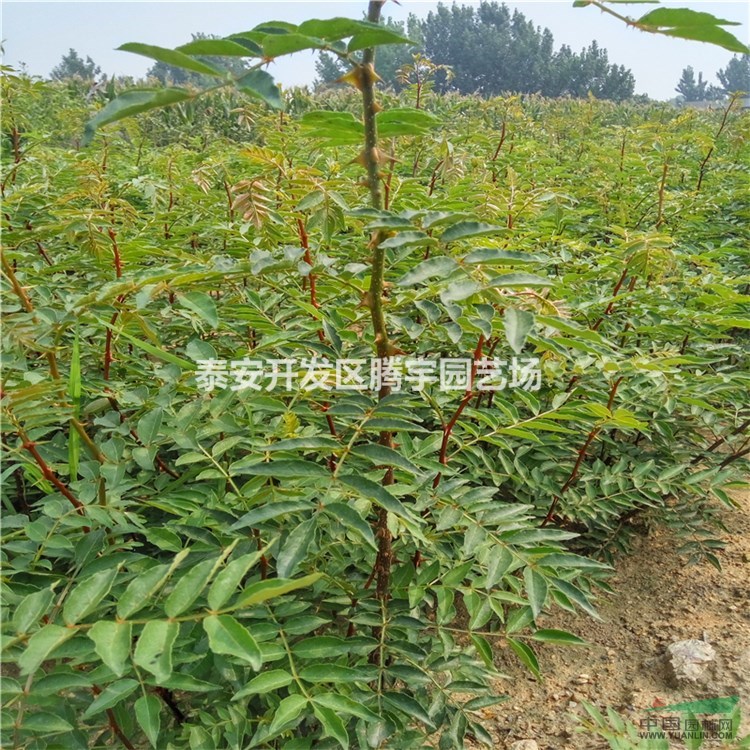 山東大量供應(yīng)花椒苗，各規(guī)格花椒苗現(xiàn)起現(xiàn)售