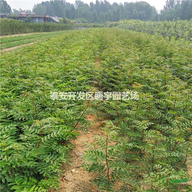 山東大量供應(yīng)花椒苗，各規(guī)格花椒苗現(xiàn)起現(xiàn)售