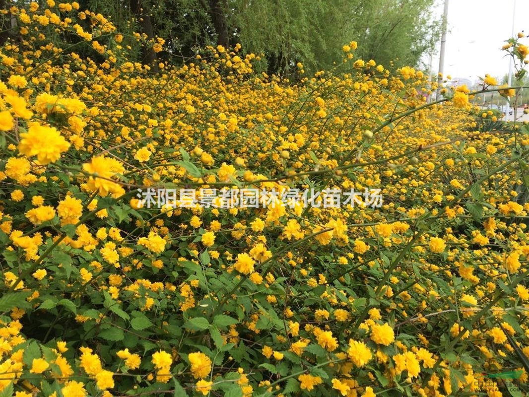 批發(fā)棣棠，棣棠花，棣棠基地，叢生多分支棣棠，黃棣棠