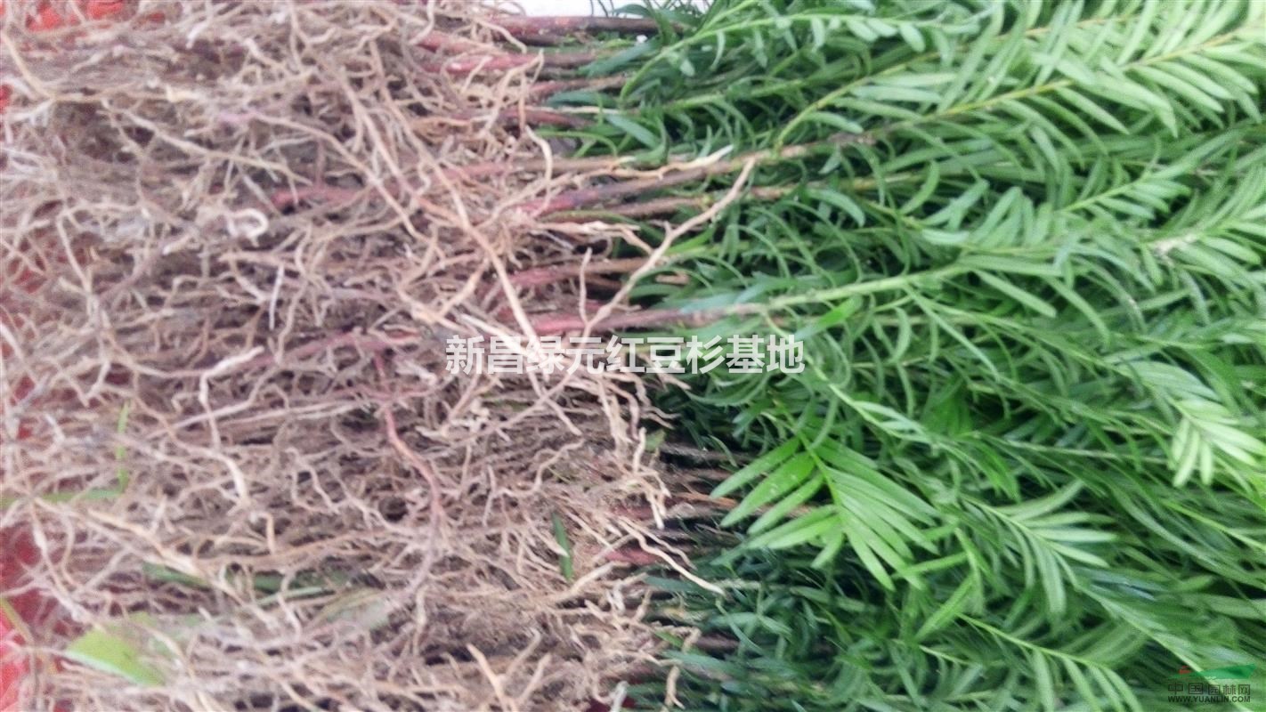紅豆杉一年苗與二年苗