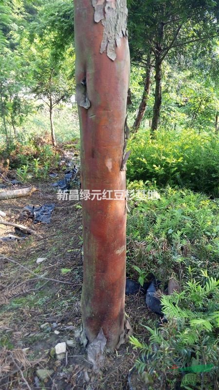 紅豆杉10公分