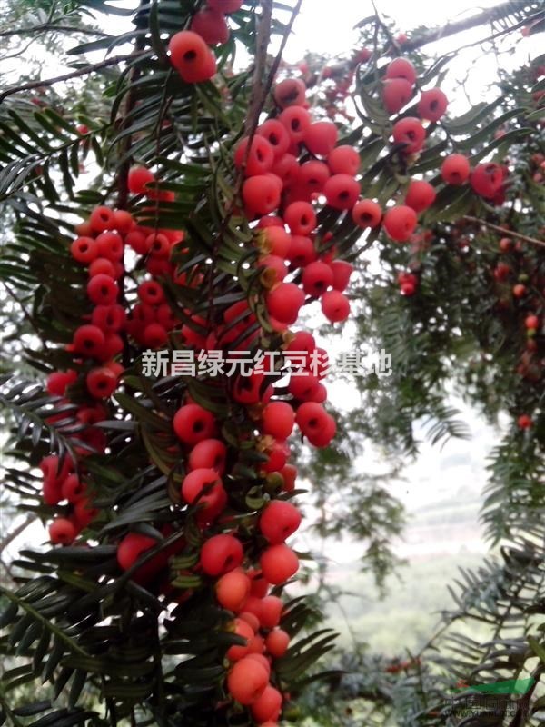 紅豆杉10公分
